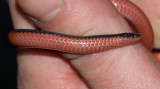 Worm Snakes