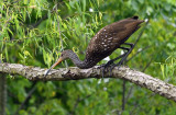 Limpkin