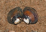 Freshwater Mussels and Clams