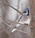 Blue Jay  --  Geai Bleu