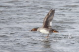 Common GoldenEye  --  Garrot A Oeil DOr