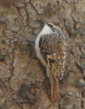 Brown Creeper  --  GrimPereau Brun