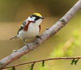 ChestNut-Sided Warbler  --  Paruline A Flancs Marron
