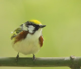 ChestNut - Sided Warbler  --  Paruline A Flancs Marron