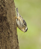 BlackPoll Warbler  --  Paruline Rayee