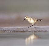 shorebirds_--_oiseaux_de_rivage