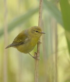 Tennesse Warbler  --  Paruline Obscure