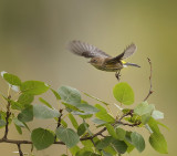 Yellow - Rumped Warbler  --  Paruline A Croupion Jaune