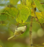 Golden - Crowned KingLet  --  RoiteLet A Couronne Doree