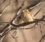 Field Sparrow  --  Bruant Des Champs