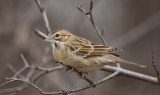 Lark Sparrow  --  Bruant A Joues Marron