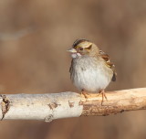 White - Throated Sparrow  --  Bruant A Gorge Blanche
