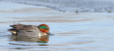 Green - Winged Teal  --  Sarcelle DHiver