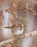 Song Sparrow  --  Bruant Chanteur