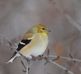 American GoldFinch  --  CharDonneret Jaune