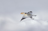 ptarmigan__lagopede__bunting__bruant