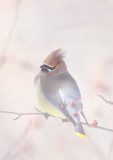 Cedar WaxWing  --  Jaseur DAmerique