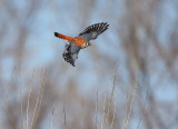 owls--hiboux / hawks-rapaces