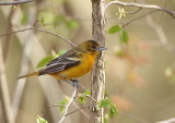 Baltimore Oriole  --  Oriole De Baltimore