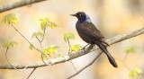 Common Grackle  --  Quiscale Bronze