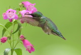 hummingbird___colibris