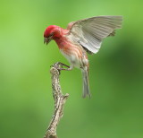 Purple Finch  --  Roselin Pourpre