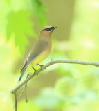 Cedar WaxWing  --  Jaseur DAmerique