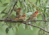 House Finch with chicks  --  Roselin Familier avec ce poussin
