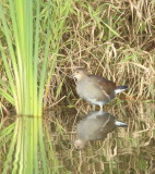 marsh_birds_--_oiseaux_des_marai