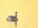 Pied - Billed Grebe  --  Grebe A Bec Bigarre