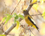 Evening GrosBeak  --  Gros - Bec Errant