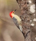 Red - Bellied WoodPecker  --  Pic A Ventre Roux
