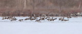 ducks__canards