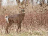 White Tail Deer  --  Cerf De Virgine