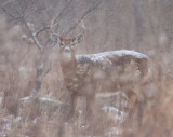 White Tail Deer  --  Cerf De Virgine