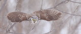 Boreal Owl  --  Nyctale De Tengmalm