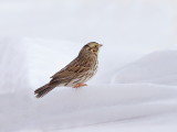 Savannah Sparrow  --  Bruant Des Pres