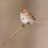 American Tree Sparrow  --  Bruant Hudsonien