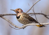 Northern Flicker -- Pic FlamBoyant