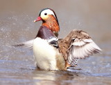 Mandarin Duck  --  Canard Mandarin