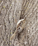 Brown Creeper -- Grimpereau Brun