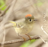 Ruby - Crowned KingLet  --  Roitelet A Couronne Rubis