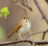 Hermit Thrush  --  Grive Solitaire