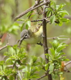 Blue - Headed Vireo -- Vireo A Tete Bleue
