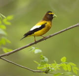 Evening GrosBeak  --  Gros-Bec Errant