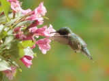 Ruby - Throated HummingBird -- Colibri A Gorge Rubis