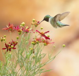 Ruby - Throated HummingBird  --  Colibri A Gorge Rubis