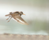 Spotted SandPiper  --  Chevalier Grivele