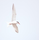 Common Tern  --  Sterne Pierregarin
