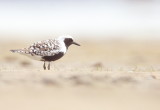 Black - Bellied Plover -- Pluvier Argente